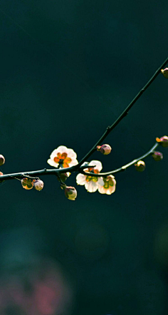 亦然°采集到寄语'学材~智慧书