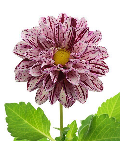 清新=淡雅采集到花朵
