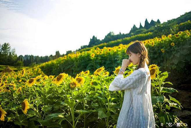 这样的它痛并快乐着微笑哭泣着这样的坚强惟有勇敢的向日葵能够承受