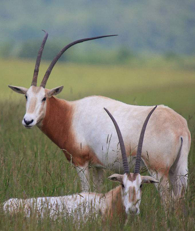 偶蹄目反刍亚目牛科马羚亚科弯角剑羚