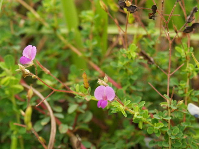 狗牙根,海滨雀草旋覆花微甘菊刺儿菜蒲公英防治对象:适用对象:高羊茅