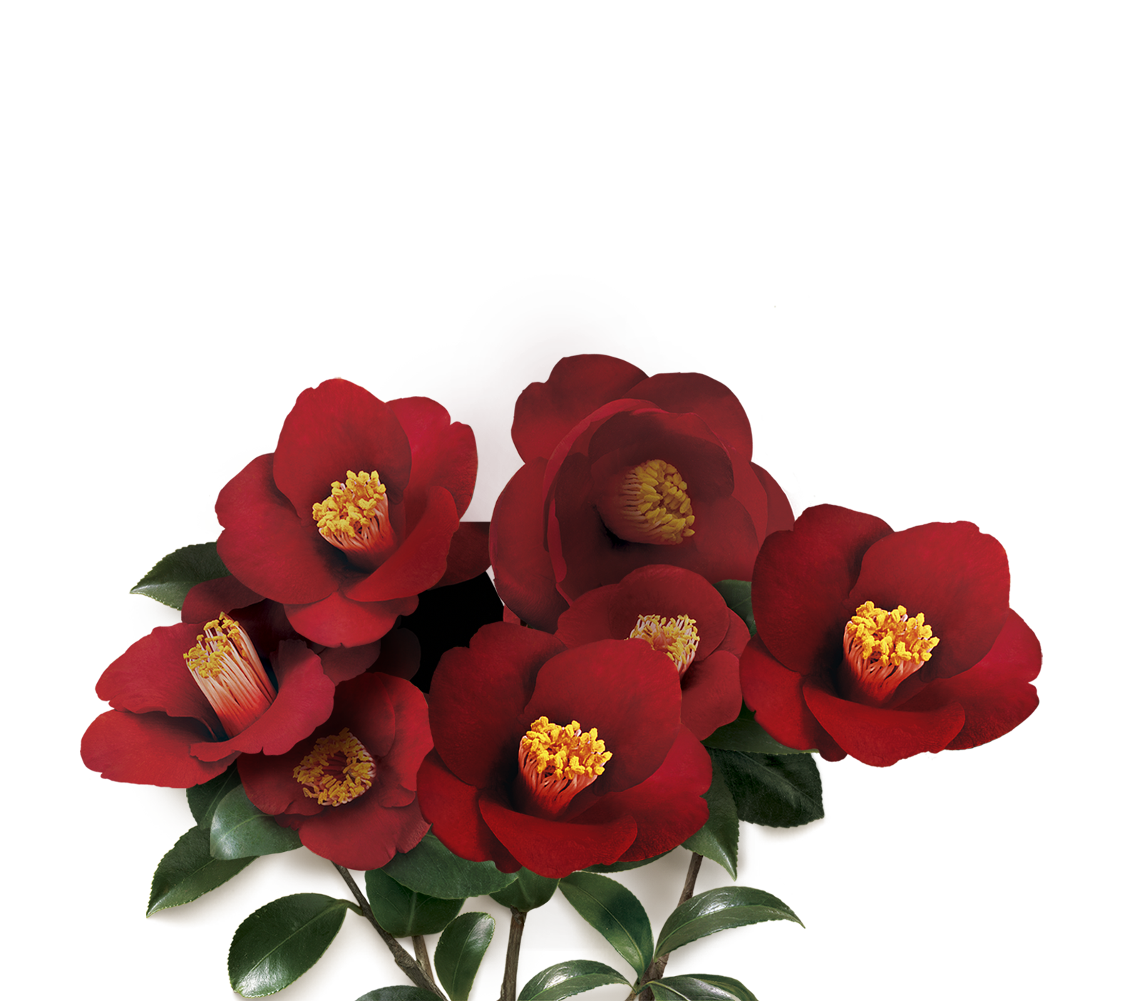 梦妆山茶花素材 禁止全用