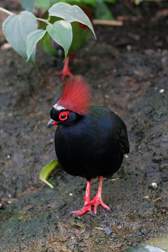 鸡形目雉科冕鹧鸪属冕鹧鸪