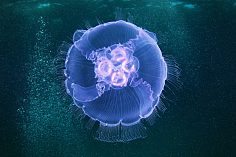 紫萌月采集到风景摄影：海底世界（二）