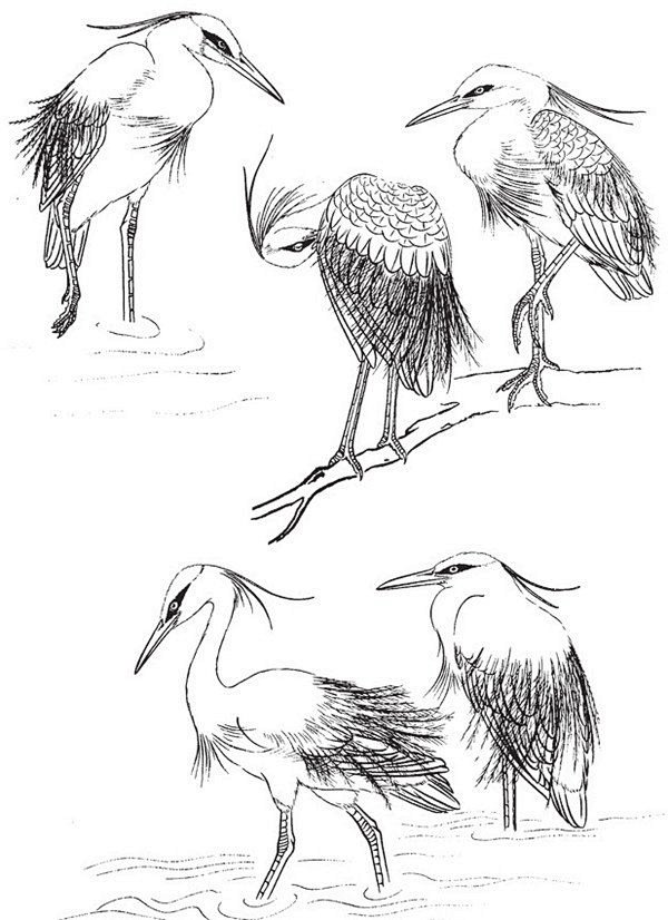 白描白鹭作品欣赏