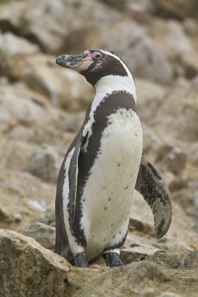 企鹅目企鹅科环企鹅属秘鲁企鹅
