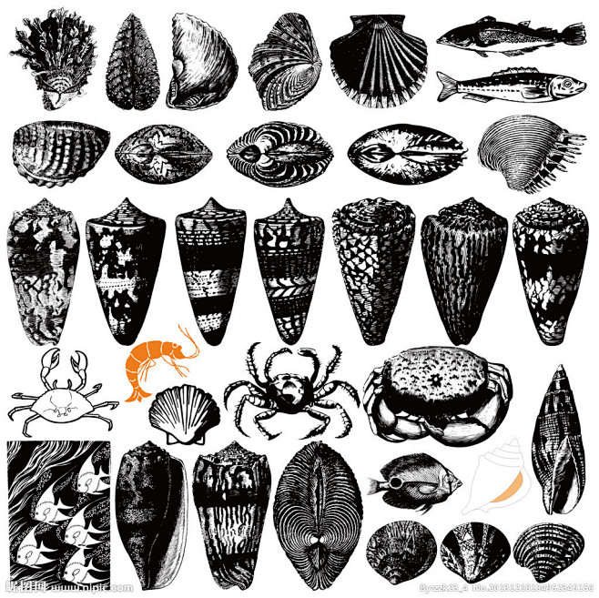 海螺贝壳花纹图腾图案