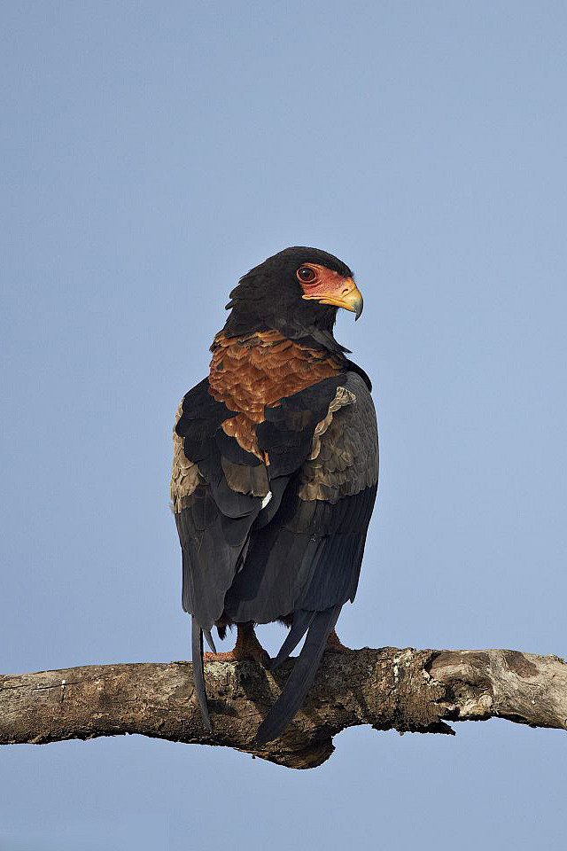 鹰形目鹰科短尾雕属短尾雕
