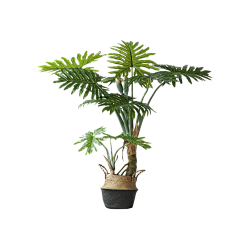 青红造了个白`采集到植物-花