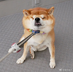 绿豆小米猪采集到Bark-柴犬