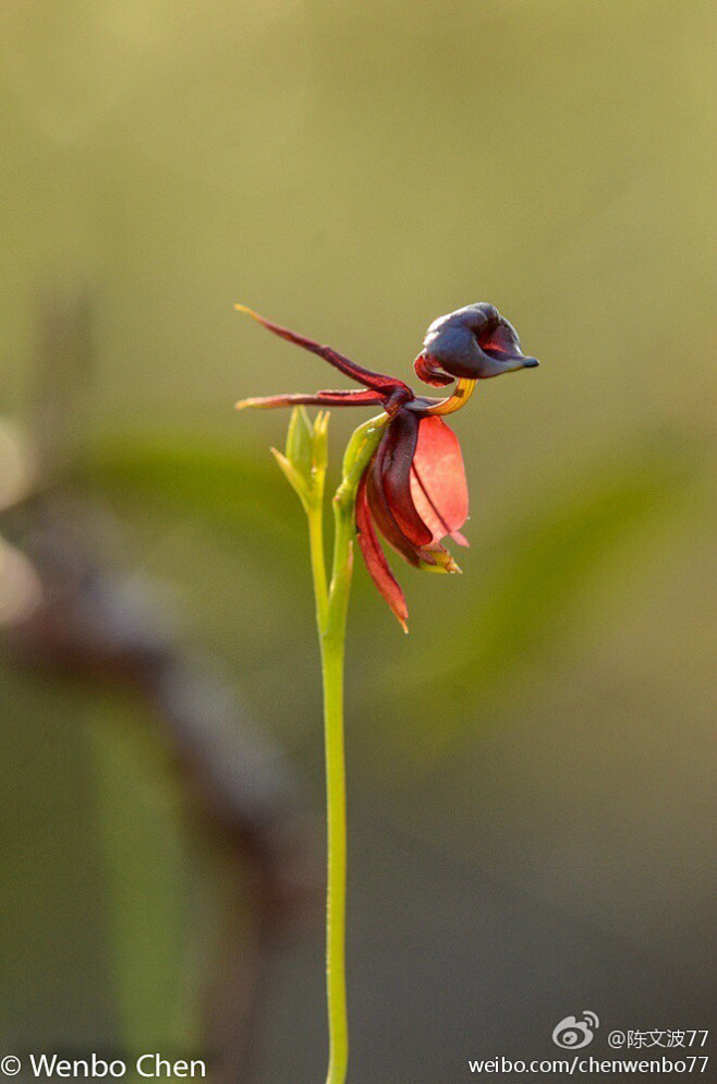 清新=淡雅采集到花朵