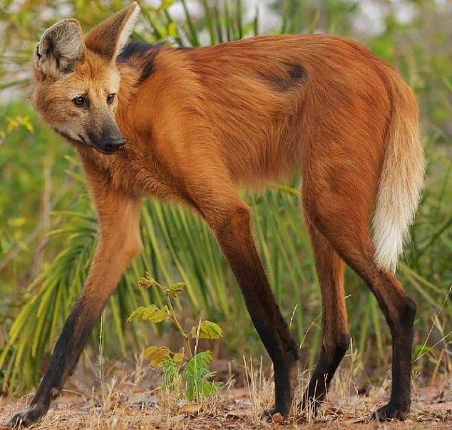 鬃狼是南美洲最大的犬科动物犬科动物中的长腿超模被称为踩着高跷的