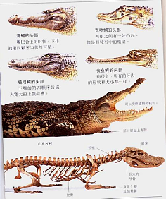 鳄鱼身体结构名称图片