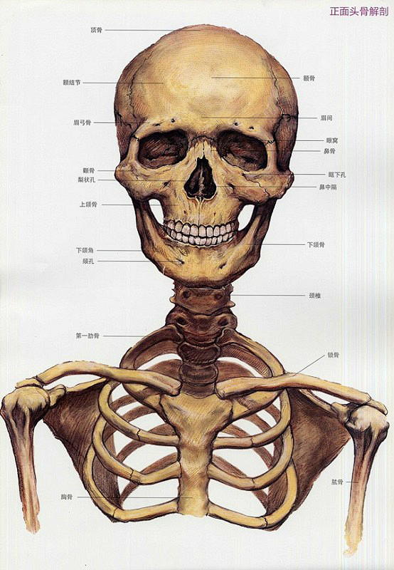 颅骨正面观手绘图图片