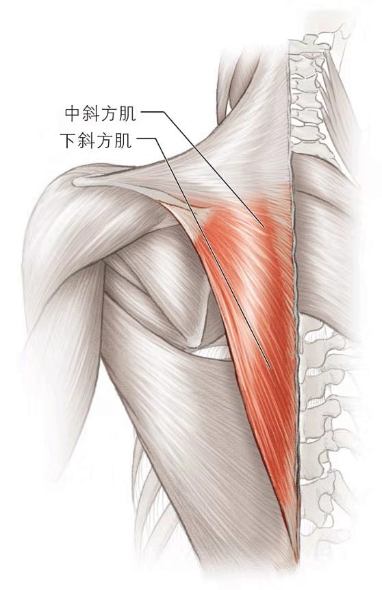 斜方肌起点图片