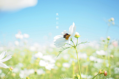 __葉○采集到背景 - 浅