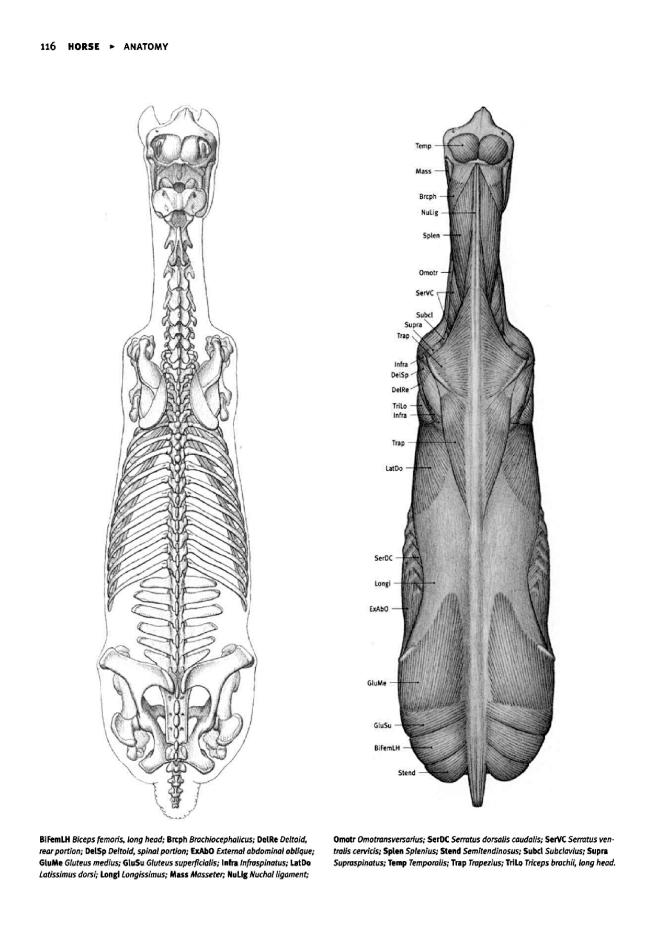 動物解剖英文0129