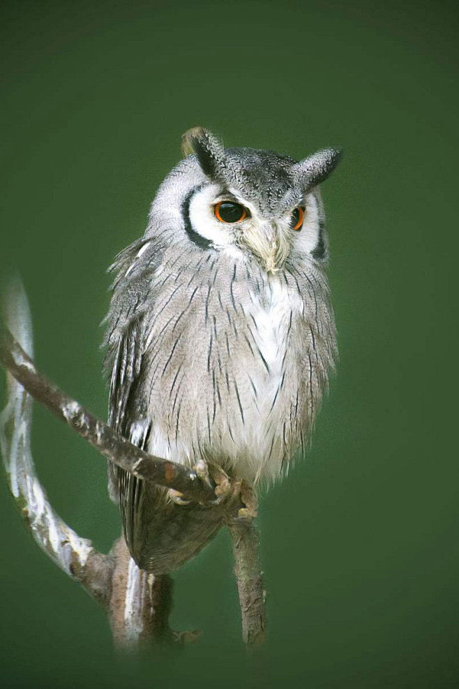 鸮形目鸱鸮科白脸角鸮属白脸角鸮