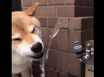 狗狗喝水表情包图片