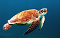 龟, 乌龟, 游泳, 海龟, 生物, 海洋, 海洋生命, 海上生活, 航海