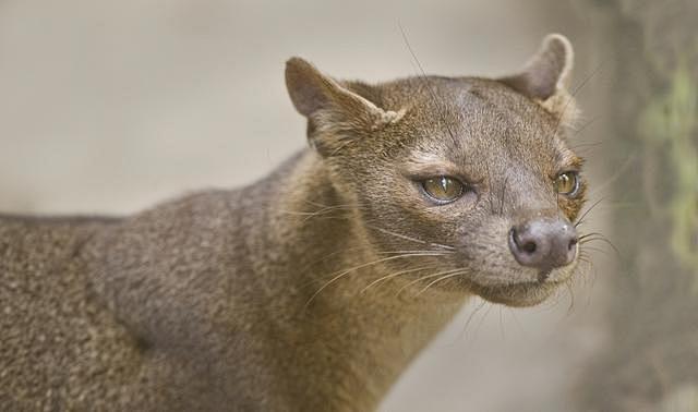 物种百科马岛獴