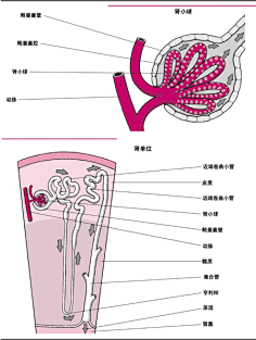 肾筋膜图片