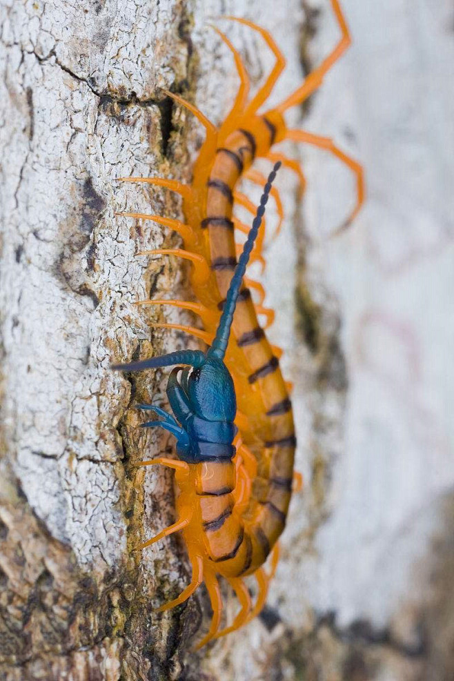 蜈蚣目蜈蚣总科蜈蚣