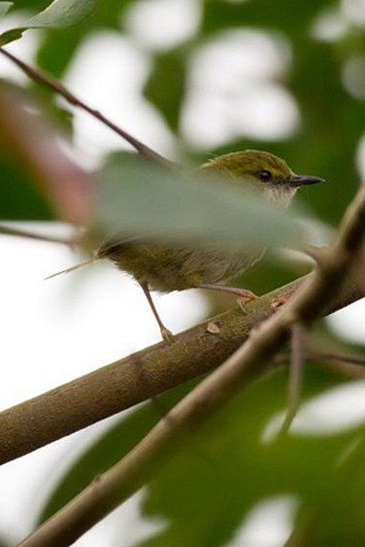 雀形目扇尾莺科绿长尾莺属绿长尾莺