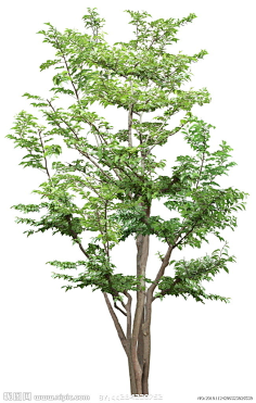 植被 植物 树 贴图-花瓣网|陪你做生活的设计师 | 立面树