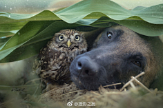 脱尘、采集到可爱的你