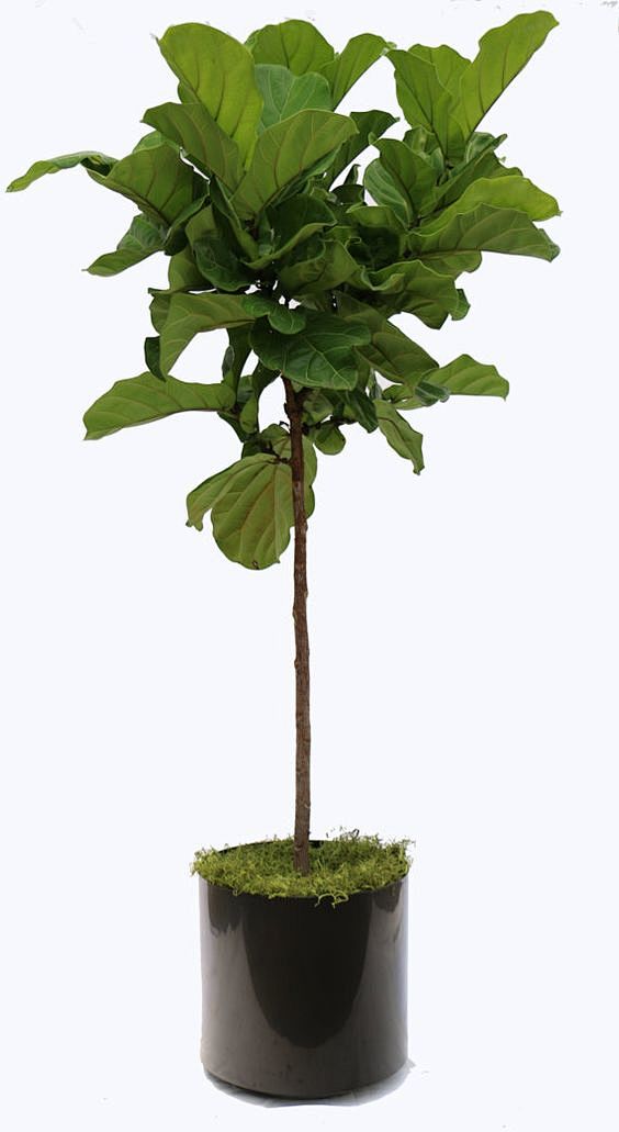 ficuslyratapackagebyscapesupplyonetsy