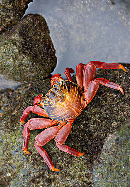 海南红蟹图片