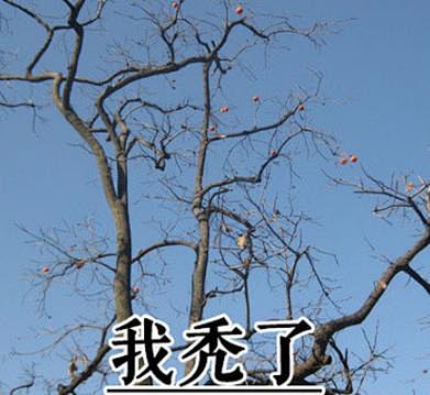 我想开了我自闭了什么梗什么意思 我想开了我