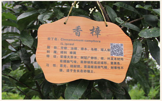 花草牌树木介绍树牌植物挂牌卡通绿化标识牌挂牌广告牌定制做包邮淘宝