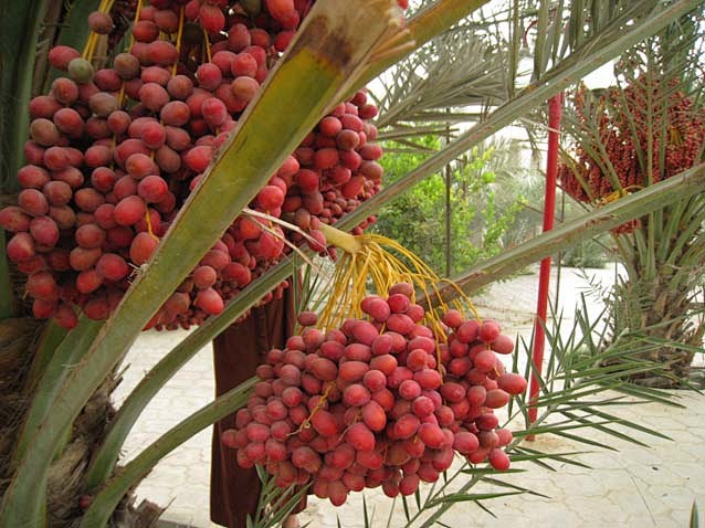 椰枣又称海枣波斯枣无漏子番枣海棕伊拉克枣枣椰子仙枣