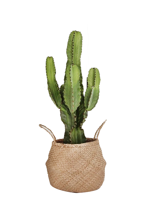 vansans采集到植物