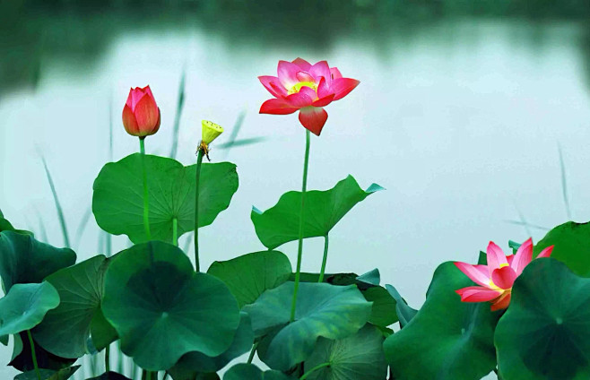 清新=淡雅采集到花朵