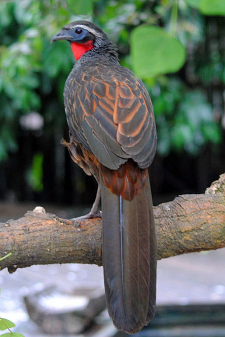 鸡形目凤冠雉科小冠雉属冠雉