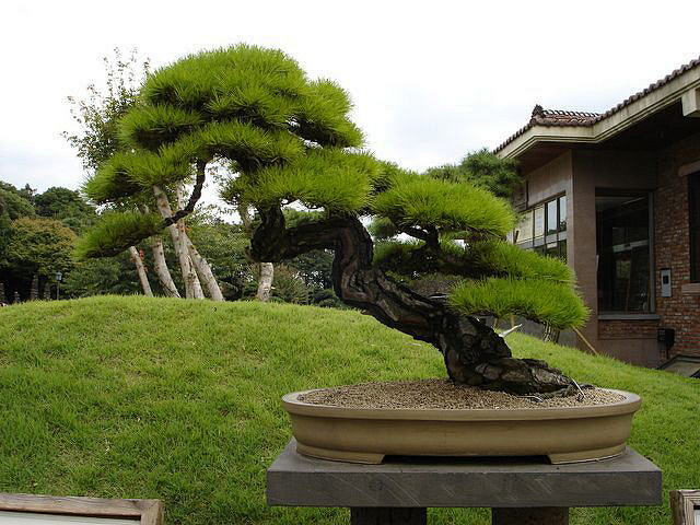 日本黑松树图片大全集图片