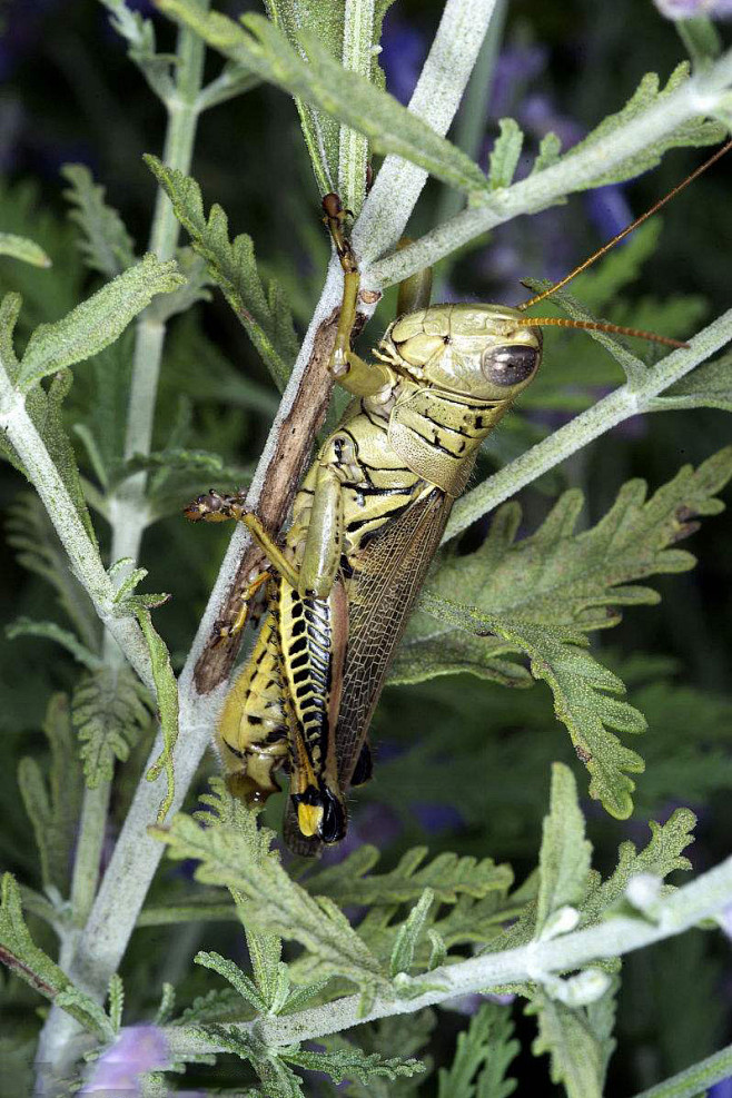 直翅目蝗亚目蝗总科蝗科剑角蝗科蚱蜢科蝗虫