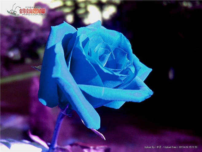 蓝色玫瑰花图片素材