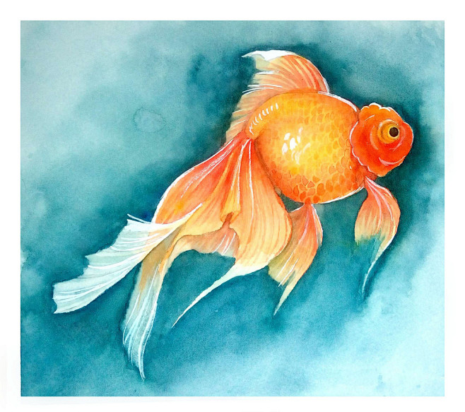 金鱼练习 兔儿san爷 水彩 金鱼 涂鸦王国插画
