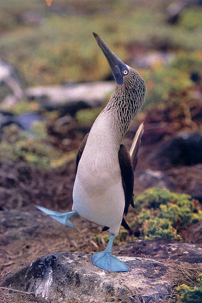 鰹鳥目鰹鳥科鰹鳥屬藍腳鰹鳥