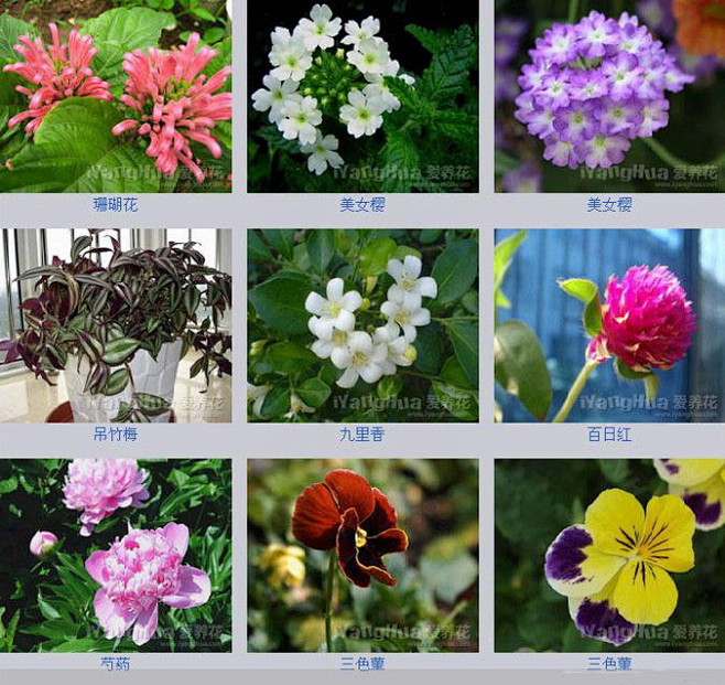 观图识花