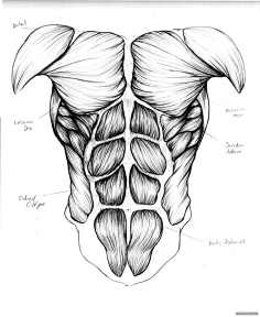肌肉组织结构图手绘图片