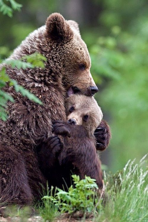 bearhugs73