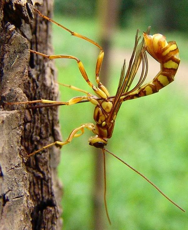 一种寄生性昆虫姬蜂