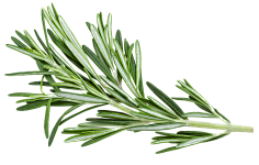 油炸大蜗牛采集到植物素材