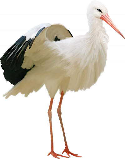 09:05:38鹳png1喜欢鸟我也不知飘向何方同采自pngimg