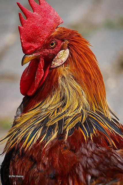 colorfulrooster